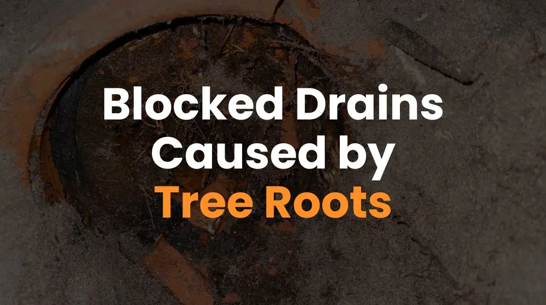 Blocked Drains Caused by Tree Roots, Fountain St, Alexandria NSW