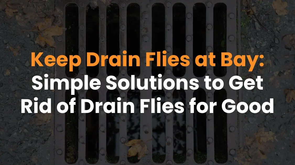 Keep Drain Flies at Bay: Simple Solutions to Get Rid of Drain Flies for Good